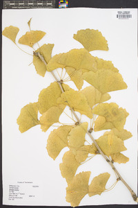 Ginkgo biloba image