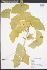 Ginkgo biloba image