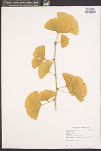 Ginkgo biloba image