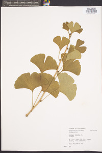 Ginkgo biloba image