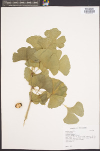 Ginkgo biloba image