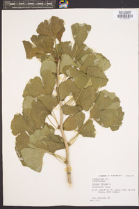 Ginkgo biloba image