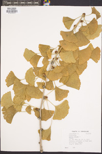 Ginkgo biloba image