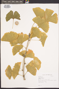 Ginkgo biloba image