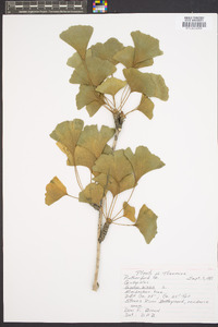 Ginkgo biloba image