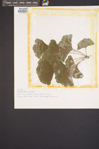 Ginkgo biloba image