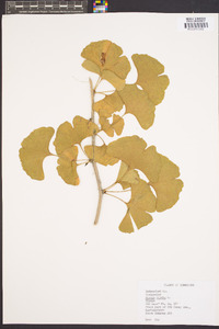 Ginkgo biloba image