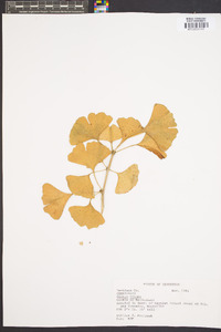 Ginkgo biloba image