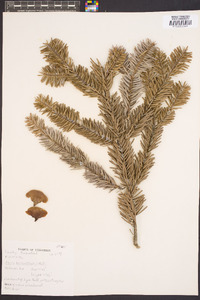 Abies balsamea image