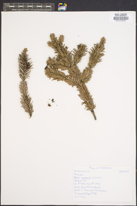 Abies balsamea image