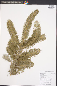 Abies balsamea image