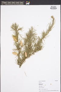 Cedrus libani image