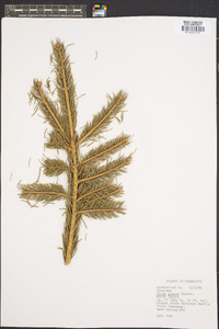 Picea glauca image