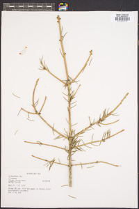 Picea glauca image