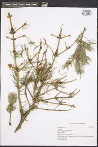 Picea pungens image