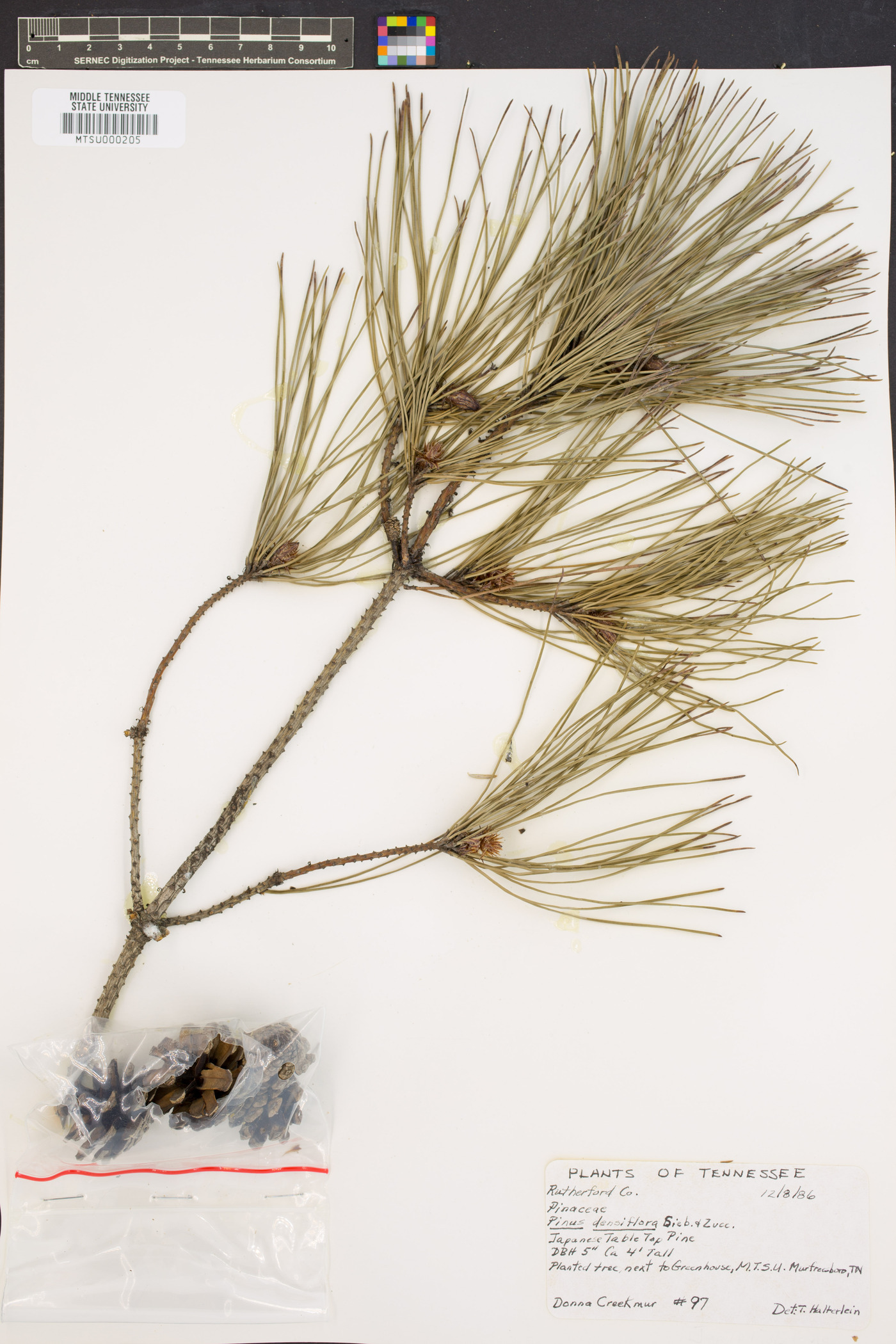 Pinus densiflora image