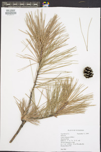 Pinus echinata image