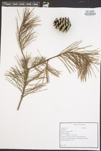 Pinus echinata image