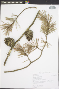 Pinus echinata image