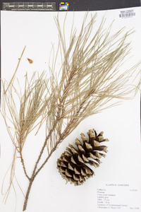 Pinus taeda image