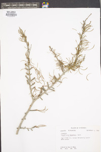 Pseudolarix kaempferi image