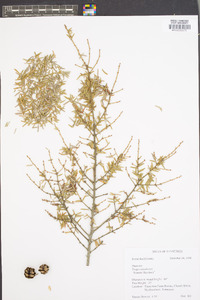 Tsuga canadensis image