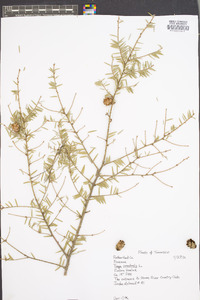 Tsuga canadensis image