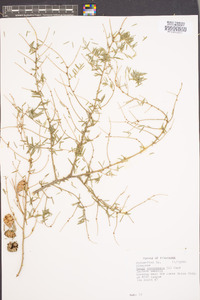 Tsuga canadensis image