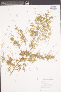 Tsuga canadensis image