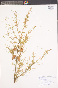 Tsuga canadensis image