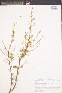 Tsuga canadensis image