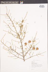 Tsuga canadensis image