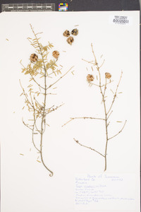 Tsuga canadensis image