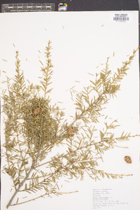 Tsuga canadensis image