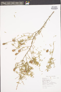 Tsuga canadensis image