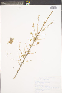 Tsuga canadensis image