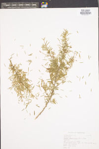 Tsuga canadensis image