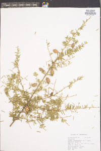 Tsuga canadensis image