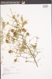 Tsuga canadensis image