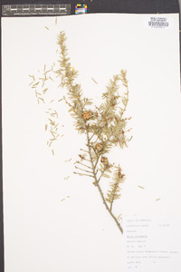 Tsuga canadensis image