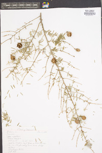 Tsuga canadensis image