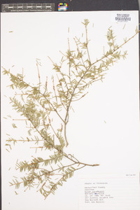 Tsuga canadensis image