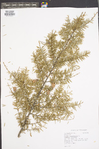 Tsuga canadensis image