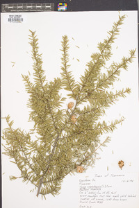 Tsuga canadensis image