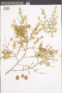 Tsuga canadensis image