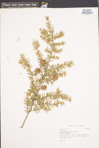 Tsuga canadensis image