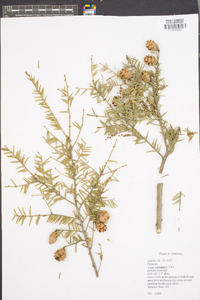 Tsuga canadensis image