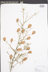 Tsuga canadensis image