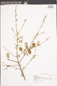 Tsuga canadensis image