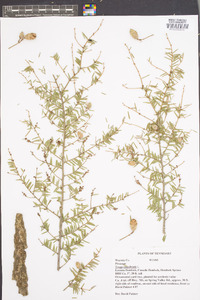 Tsuga canadensis image